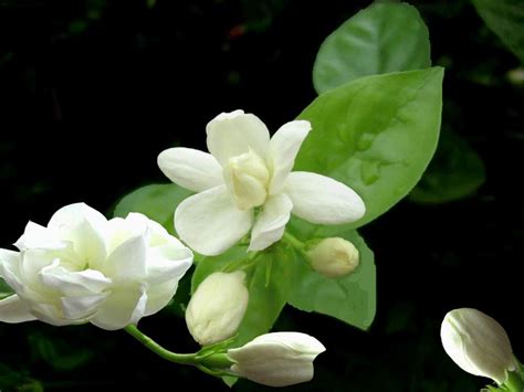 茉莉芬芳算命|茉莉